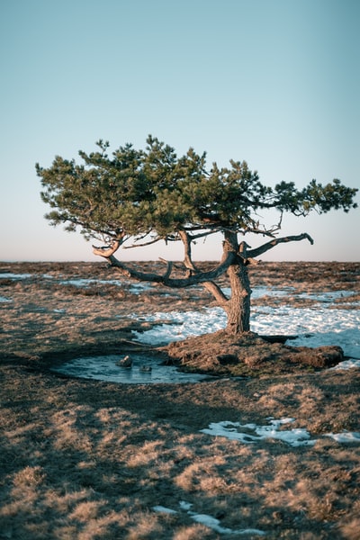 白天海边的棕色无叶树